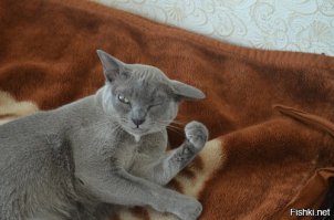 Лайк!