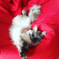 Котики