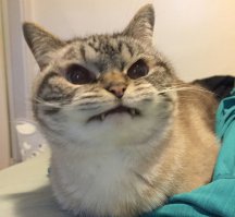 Котики