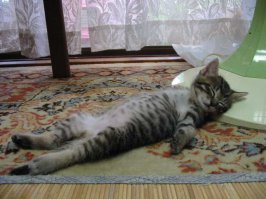 Спит котя