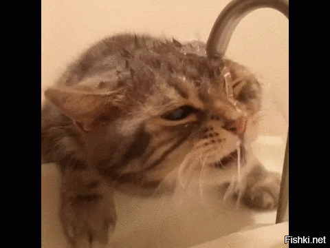 Бракованные коты