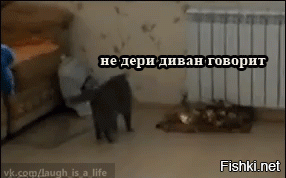 Бракованные коты