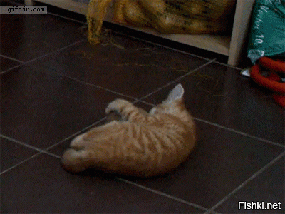 Бракованные коты