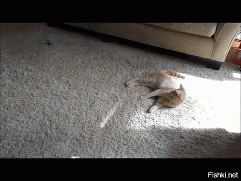 Бракованные коты