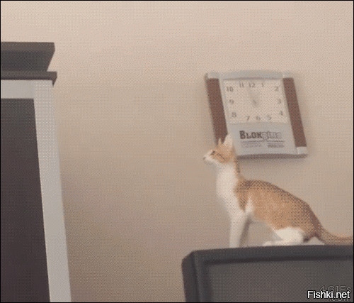 Бракованные коты