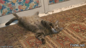 Бракованные коты