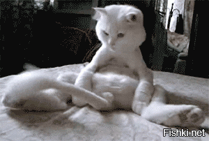Бракованные коты