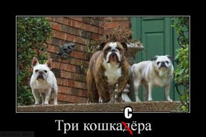 Этим утыркам, любой кот наваляет, причём всем троим сразу !