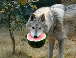 Ты не ты когда голоден