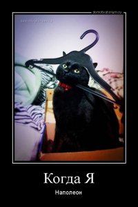 Неприятности с котами и кошками