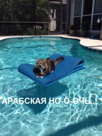 Неприятности с котами и кошками