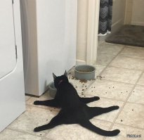 Неприятности с котами и кошками