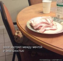 Неприятности с котами и кошками