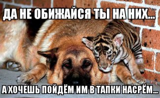 Как кошка с собакой