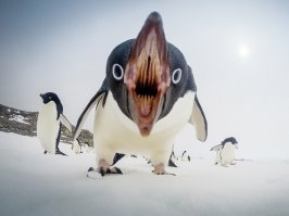 Смешные фотографии животных