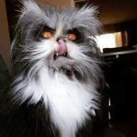 абалдеть, кто знает что за порода, подскажите пожалуйста, от такого мой муж точно не откажется