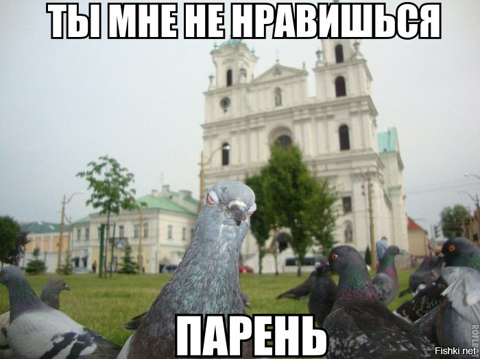 Либо это птичий флешмоб, либо газелист напросился на неприятности
