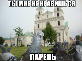 Либо это птичий флешмоб, либо газелист напросился на неприятности