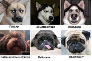 Порция животного юмора перед сном