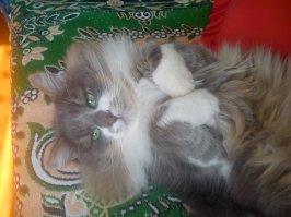 Порция животного юмора перед сном
