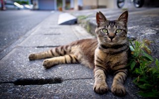 Двортерьер. Обычная полосатая уличная кошка