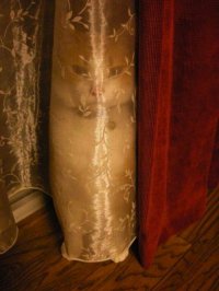 кот - невидимка.