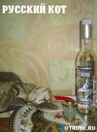 Когда твой кот - ниндзя