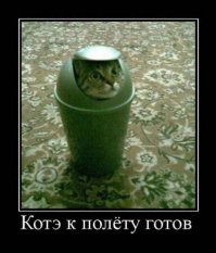 Когда твой кот - ниндзя