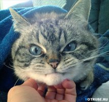 Когда твой кот - ниндзя
