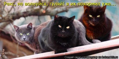 Породы котов, которых лучше кормить вовремя
