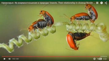 всё как у людей))