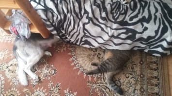Собака Бонифация и кот Макс