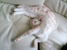 Коты частеько ломаются...