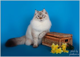 Позитивные коты