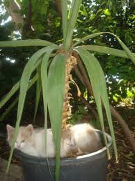 Коты в цветочных горшках