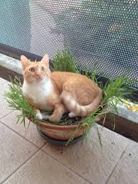 Коты в цветочных горшках