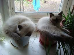 Коты в цветочных горшках