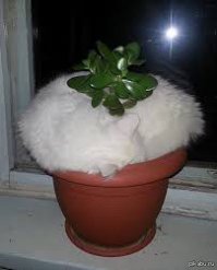 Коты в цветочных горшках