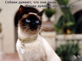 Позитивные коты