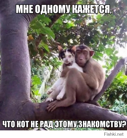 Прикольные картинки