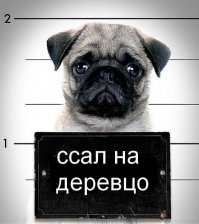 Рецидивисты