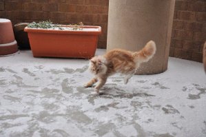 Мне кажется,что кот рад снегу,также как и огурцу)