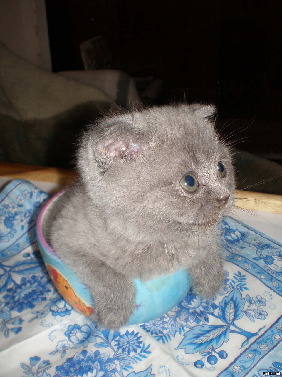 А это мой котик Марсик