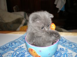А это мой котик Марсик