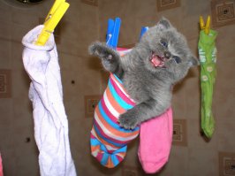 А это мой котик Марсик