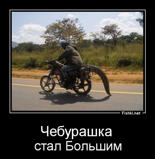 Такое увидишь только в Африке