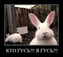 Прикольные картинки с надписями