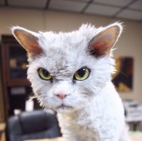 Если бы мы, были КОТЭ