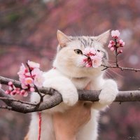 Если бы мы, были КОТЭ