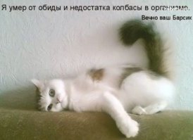 О чем думают коты? Знают только они...
